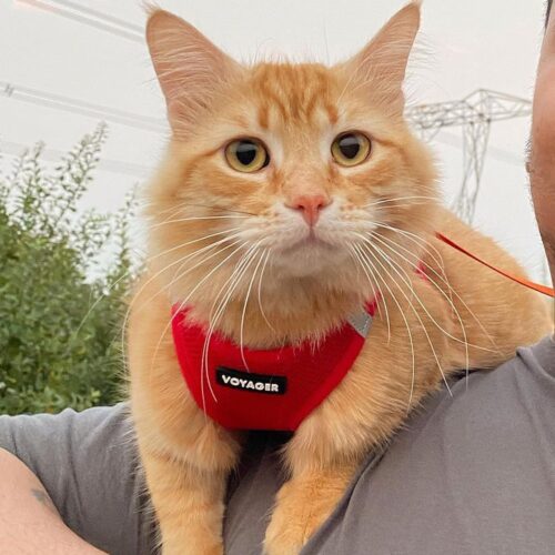 Best Pet Supplies Voyager Step-in Air Dog Harness - All Weather Mesh, Reflective, No Pull Harness for Small, Medium Dogs, Cats - Secure with Hook & Loop Fastener, Buckle, Double D-Rings - Fuchsia, S - Image 204