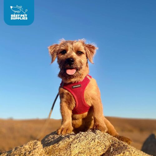 Best Pet Supplies Voyager Step-in Air Dog Harness - All Weather Mesh, Reflective, No Pull Harness for Small, Medium Dogs, Cats - Secure with Hook & Loop Fastener, Buckle, Double D-Rings - Fuchsia, S - Image 205