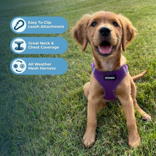 Best Pet Supplies Voyager Step-in Air Dog Harness - All Weather Mesh, Reflective, No Pull Harness for Small, Medium Dogs, Cats - Secure with Hook & Loop Fastener, Buckle, Double D-Rings - Fuchsia, S - Image 209