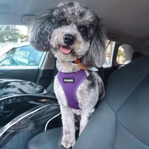 Best Pet Supplies Voyager Step-in Air Dog Harness - All Weather Mesh, Reflective, No Pull Harness for Small, Medium Dogs, Cats - Secure with Hook & Loop Fastener, Buckle, Double D-Rings - Fuchsia, S - Image 213