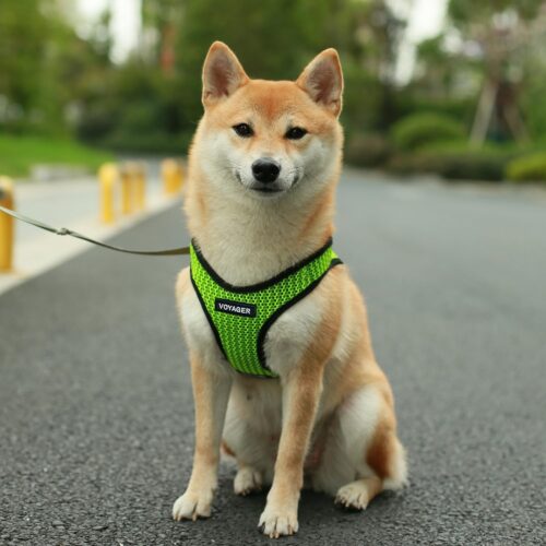 Best Pet Supplies Voyager Step-in Air Dog Harness - All Weather Mesh, Reflective, No Pull Harness for Small, Medium Dogs, Cats - Secure with Hook & Loop Fastener, Buckle, Double D-Rings - Fuchsia, S - Image 221