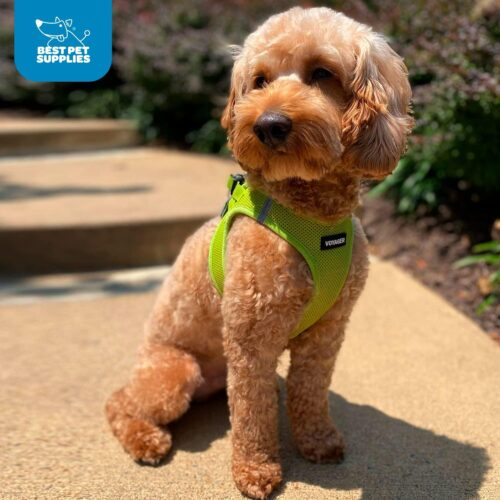 Best Pet Supplies Voyager Step-in Air Dog Harness - All Weather Mesh, Reflective, No Pull Harness for Small, Medium Dogs, Cats - Secure with Hook & Loop Fastener, Buckle, Double D-Rings - Fuchsia, S - Image 224