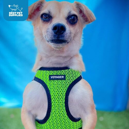 Best Pet Supplies Voyager Step-in Air Dog Harness - All Weather Mesh, Reflective, No Pull Harness for Small, Medium Dogs, Cats - Secure with Hook & Loop Fastener, Buckle, Double D-Rings - Fuchsia, S - Image 225