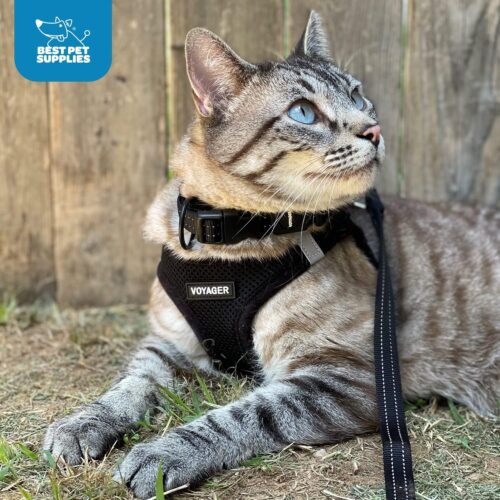 Best Pet Supplies Voyager Step-in Air Dog Harness - All Weather Mesh, Reflective, No Pull Harness for Small, Medium Dogs, Cats - Secure with Hook & Loop Fastener, Buckle, Double D-Rings - Fuchsia, S - Image 226