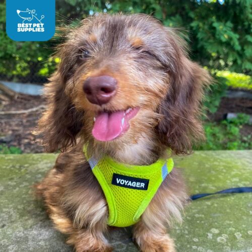 Best Pet Supplies Voyager Step-in Air Dog Harness - All Weather Mesh, Reflective, No Pull Harness for Small, Medium Dogs, Cats - Secure with Hook & Loop Fastener, Buckle, Double D-Rings - Fuchsia, S - Image 228