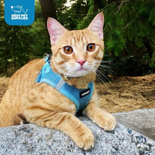 Best Pet Supplies Voyager Step-in Air Dog Harness - All Weather Mesh, Reflective, No Pull Harness for Small, Medium Dogs, Cats - Secure with Hook & Loop Fastener, Buckle, Double D-Rings - Fuchsia, S - Image 229