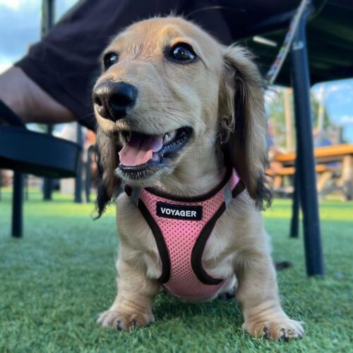 Best Pet Supplies Voyager Step-in Air Dog Harness - All Weather Mesh, Reflective, No Pull Harness for Small, Medium Dogs, Cats - Secure with Hook & Loop Fastener, Buckle, Double D-Rings - Fuchsia, S - Image 236