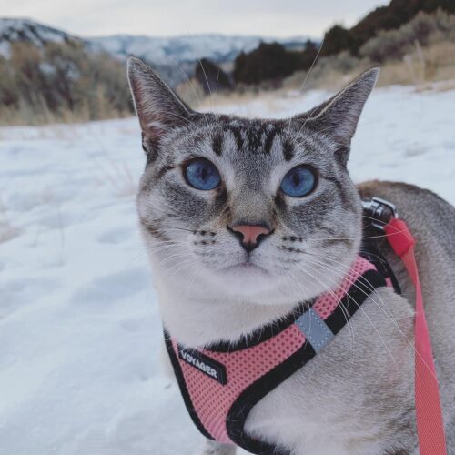 Best Pet Supplies Voyager Step-in Air Dog Harness - All Weather Mesh, Reflective, No Pull Harness for Small, Medium Dogs, Cats - Secure with Hook & Loop Fastener, Buckle, Double D-Rings - Fuchsia, S - Image 237