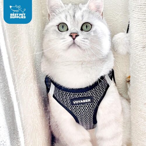 Best Pet Supplies Voyager Step-in Air Dog Harness - All Weather Mesh, Reflective, No Pull Harness for Small, Medium Dogs, Cats - Secure with Hook & Loop Fastener, Buckle, Double D-Rings - Fuchsia, S - Image 238