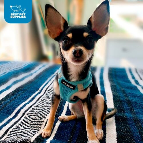 Best Pet Supplies Voyager Step-in Air Dog Harness - All Weather Mesh, Reflective, No Pull Harness for Small, Medium Dogs, Cats - Secure with Hook & Loop Fastener, Buckle, Double D-Rings - Fuchsia, S - Image 239