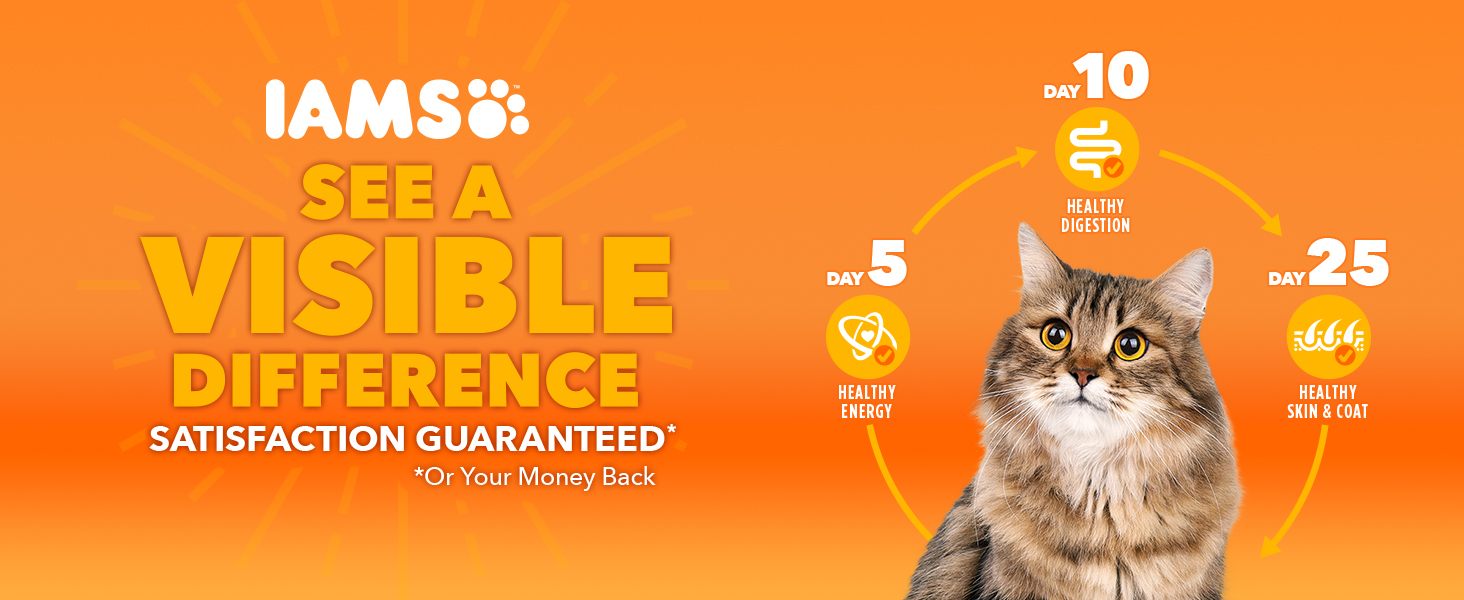 Iams dry cat
