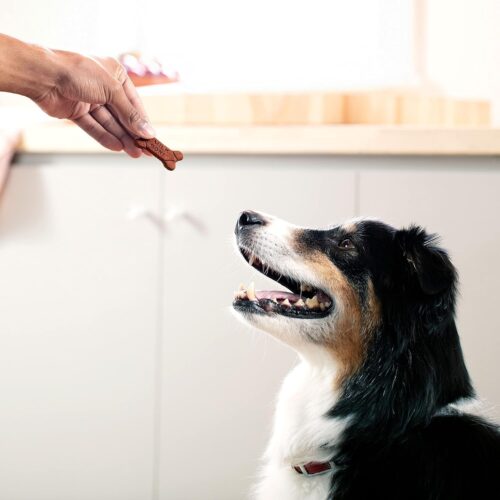 Milk-Bone Soft & Chewy Dog Treats, Beef & Filet Mignon Recipe, 25 Ounce - Image 15