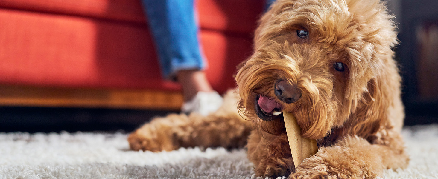 Photo of dog eating a Purina Busy Bone Chew