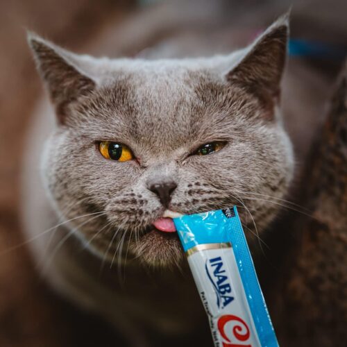 INABA Churu Cat Treats, Grain-Free, Lickable, Squeezable Creamy Purée Cat Treat/Topper with Vitamin E & Taurine, 0.5 Ounces Each Tube, 50 Tubes, Tuna & Chicken Variety - Image 32