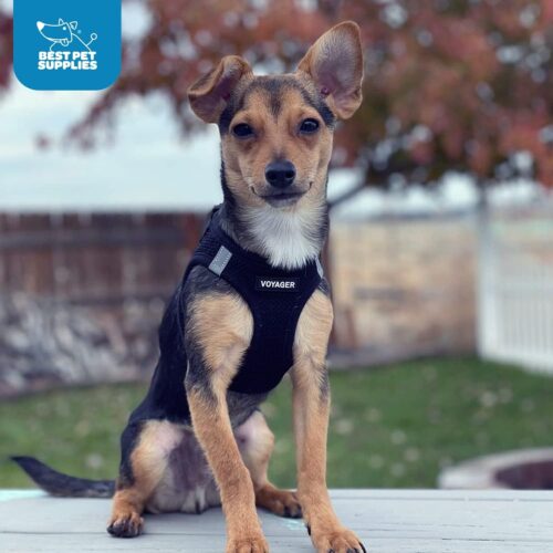 Best Pet Supplies Voyager Step-in Air Dog Harness - All Weather Mesh, Reflective, No Pull Harness for Small, Medium Dogs, Cats - Secure with Hook & Loop Fastener, Buckle, Double D-Rings - Fuchsia, S - Image 67