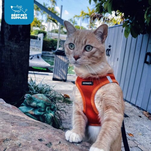 Best Pet Supplies Voyager Step-in Air Dog Harness - All Weather Mesh, Reflective, No Pull Harness for Small, Medium Dogs, Cats - Secure with Hook & Loop Fastener, Buckle, Double D-Rings - Fuchsia, S - Image 93