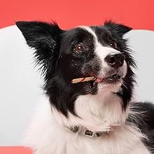 Dog Holding a Chew