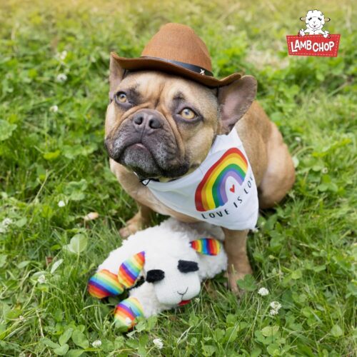 Multipet Lamb Chop Dog Plush Toy - Squeaky Toy for All Dogs - Extra Soft Plush - Stuffed Animal Dog Toy for Cuddling & Playing - Cute Pet Toy (6", Cream) - Image 9