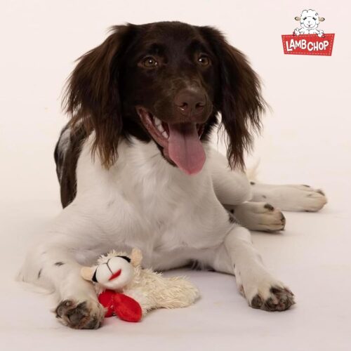 Multipet Lamb Chop Dog Plush Toy - Squeaky Toy for All Dogs - Extra Soft Plush - Stuffed Animal Dog Toy for Cuddling & Playing - Cute Pet Toy (6", Cream) - Image 97
