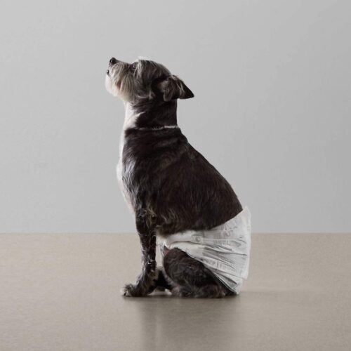 Amazon Basics Male Dog Diapers, 30 Count, Small, Ultra Absorbent Disposable Wrap with Secure Fit, Leakproof and Comfortable - Image 10
