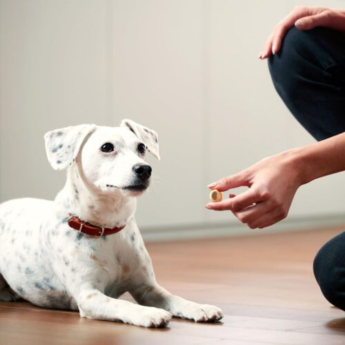 Milk-Bone MaroSnacks Small Dog Treats With Bone Marrow, 40 Ounce Container - Image 18