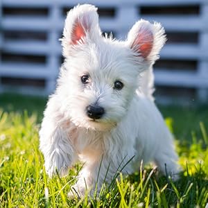 pet md ear wipes aloe vera and eucalyptus for dogs
