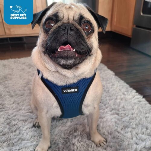 Best Pet Supplies Voyager Step-in Air Dog Harness - All Weather Mesh, Reflective, No Pull Harness for Small, Medium Dogs, Cats - Secure with Hook & Loop Fastener, Buckle, Double D-Rings - Fuchsia, S - Image 10