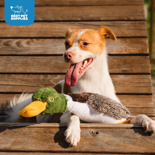 Best Pet Supplies Crinkle Dog Toy for Small, Medium, and Large Breeds, Cute No Stuffing Duck with Soft Squeaker, Fun for Indoor Puppies and Senior Pups, Plush No Mess Chew and Play - Yellow - Image 54