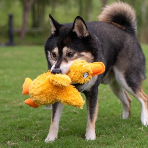 Best Pet Supplies Crinkle Dog Toy for Small, Medium, and Large Breeds, Cute No Stuffing Duck with Soft Squeaker, Fun for Indoor Puppies and Senior Pups, Plush No Mess Chew and Play - Yellow - Image 75