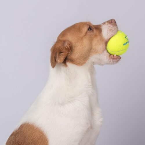 Best Pet Supplies Crinkle Dog Toy for Small, Medium, and Large Breeds, Cute No Stuffing Duck with Soft Squeaker, Fun for Indoor Puppies and Senior Pups, Plush No Mess Chew and Play - Yellow - Image 100