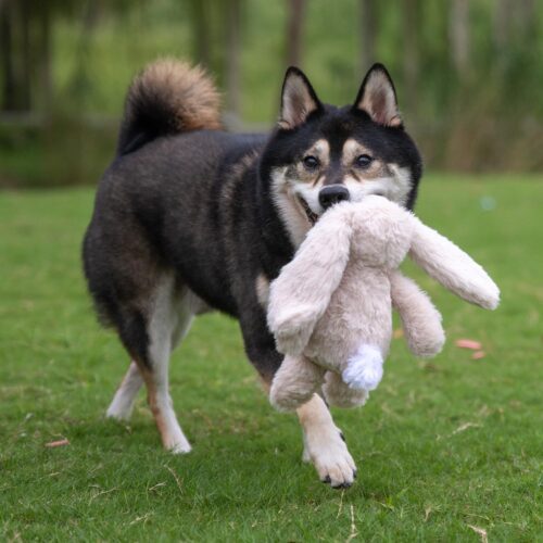 Best Pet Supplies Crinkle Dog Toy for Small, Medium, and Large Breeds, Cute No Stuffing Duck with Soft Squeaker, Fun for Indoor Puppies and Senior Pups, Plush No Mess Chew and Play - Yellow - Image 140