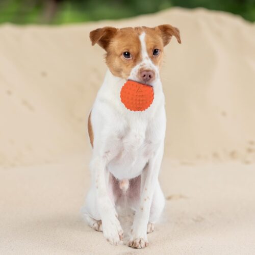 Best Pet Supplies Crinkle Dog Toy for Small, Medium, and Large Breeds, Cute No Stuffing Duck with Soft Squeaker, Fun for Indoor Puppies and Senior Pups, Plush No Mess Chew and Play - Yellow - Image 146