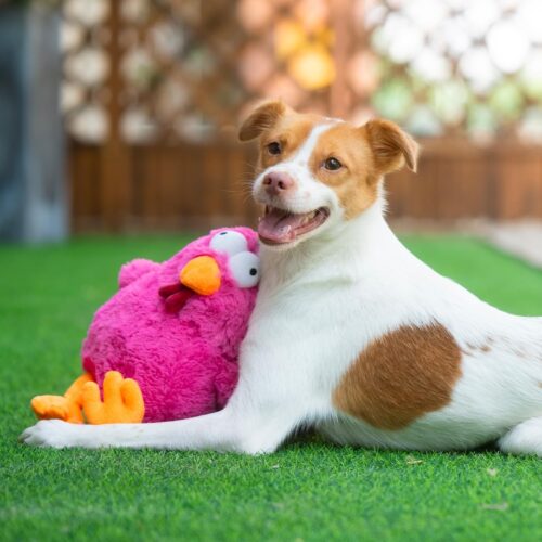 Best Pet Supplies Crinkle Dog Toy for Small, Medium, and Large Breeds, Cute No Stuffing Duck with Soft Squeaker, Fun for Indoor Puppies and Senior Pups, Plush No Mess Chew and Play - Yellow - Image 175