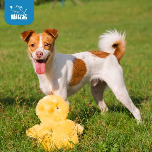 Best Pet Supplies Crinkle Dog Toy for Small, Medium, and Large Breeds, Cute No Stuffing Duck with Soft Squeaker, Fun for Indoor Puppies and Senior Pups, Plush No Mess Chew and Play - Yellow - Image 197