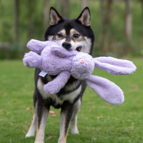 Best Pet Supplies Crinkle Dog Toy for Small, Medium, and Large Breeds, Cute No Stuffing Duck with Soft Squeaker, Fun for Indoor Puppies and Senior Pups, Plush No Mess Chew and Play - Yellow - Image 267
