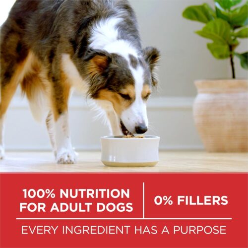 Purina ONE Dry Dog Food Lamb and Rice Formula - 31.1 lb. Bag - Image 8