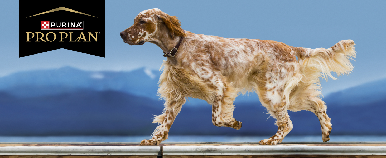 Pro Plan Logo with dog