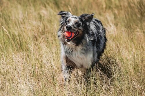Chuckit! Ultra Ball Dog Toy - Medium Bouncy Fetch Balls For Dogs 20-60 lbs - Made from Durable Rubber - Floating Water Pet Toys - Size Medium - 2.5-inch Diameter - Pack of 2 - Image 2