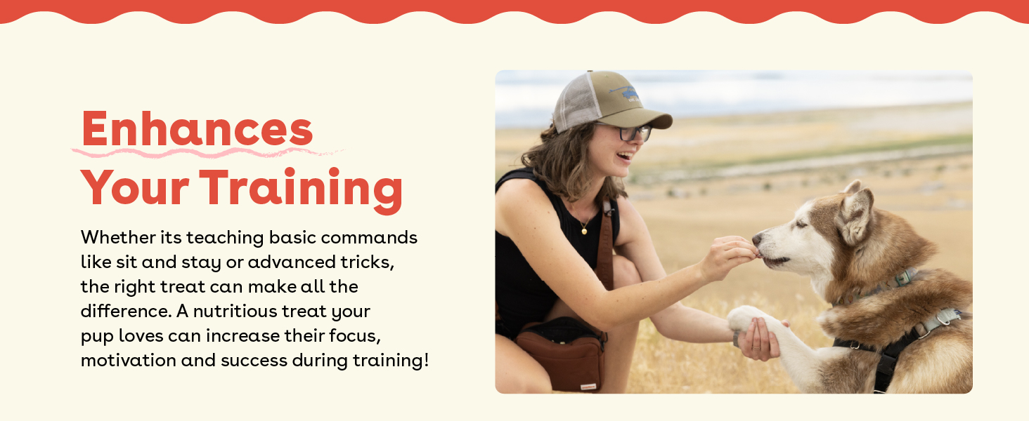 Enhances your training teaching command advanced tricks nutritious treat for motivation