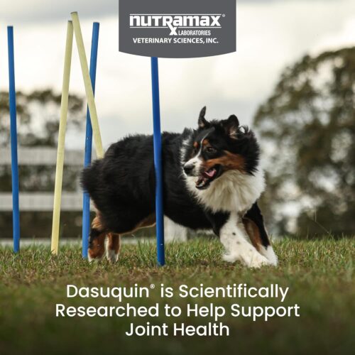 Nutramax Laboratories Dasuquin with MSM Joint Health Supplement for Large Dogs - With Glucosamine, MSM, Chondroitin, ASU, Boswellia Serrata Extract, and Green Tea Extract, 84 Soft Chews - Image 11